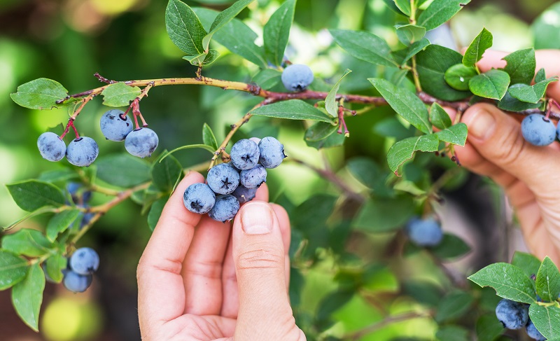 妊娠糖尿病加餐可以吃蓝莓吗